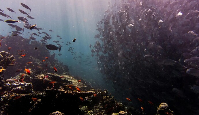 Guardians of the Sea: Mallorca's Marine Initiatives and Laws
