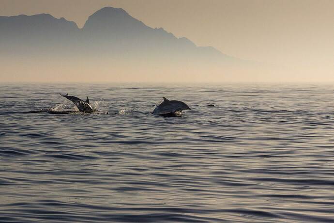 Mystical Marine Life of Mallorca: Autumn Edition
